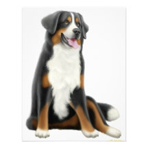 Bernese Mountain Dog Invitation