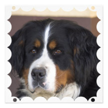 Bernese Mountain Dog Invitation