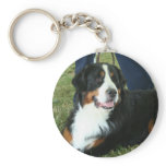 Bernese Mountain Dog Keychains