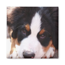 Bernese Mountain Dog Magnet