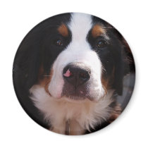 Bernese Mountain Dog Magnet