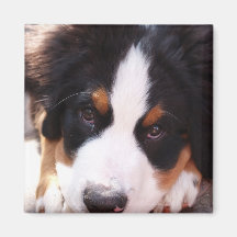 Bernese Mountain Dog Magnet
