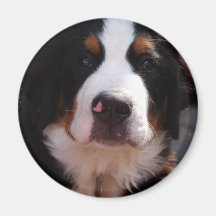 Bernese Mountain Dog Magnet