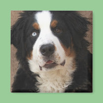 Bernese Mountain Dog Magnet 2 - "Lucy" magnets