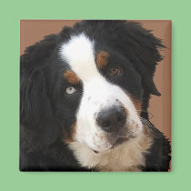 Bernese Mountain Dog Magnet - "Lucy" magnets