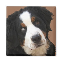 Bernese Mountain Dog Magnet - "Lucy"