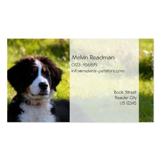 Bernese mountain dog on green grass pet photo business card (back side)