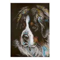 Bernese Mountain Dog Pastel Portrait posters