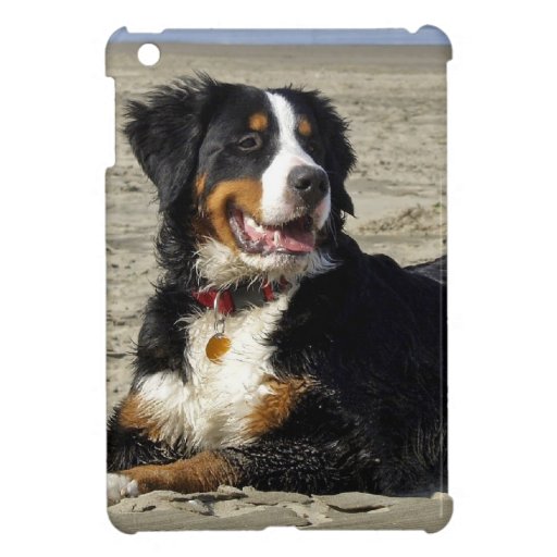 mini bernese mountain bernese mountain photo glossy mini zazzle mini bernese mountain bernese mountain photo glossy mini zazzle