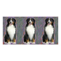 BERNESE MOUNTAIN DOG PHOTO GREETING CARD