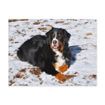 Bernese Mountain Dog playing in the snow Postcard