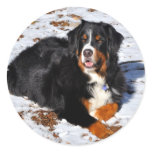 Bernese Mountain Dog Playing in Winter Snow Stickers