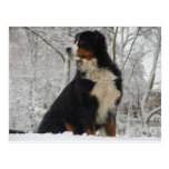 Bernese Mountain Dog Post Card