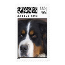 Bernese Mountain Dog Postage