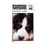 Bernese Mountain Dog Postage