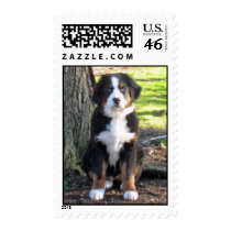 Bernese Mountain Dog Stamp