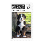 Bernese Mountain Dog postage