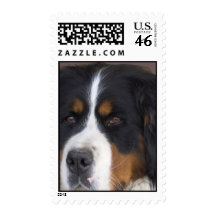 Bernese Mountain Dog Postage