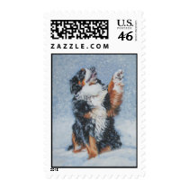 Bernese Mountain Dog postage Stamp