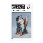 Bernese Mountain Dog postage Stamp