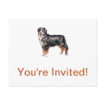 Bernese Mountain Dog Postcard