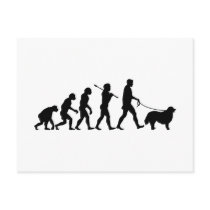 Bernese Mountain Dog Postcards
