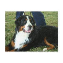 Bernese Mountain Dog Post Cards