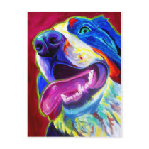 Bernese Mountain Dog Post Card