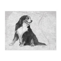 Bernese Mountain Dog Postcards