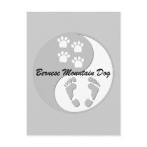Bernese Mountain Dog Post Card