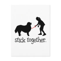 Bernese Mountain Dog Postcard