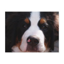 Bernese Mountain Dog Postcard