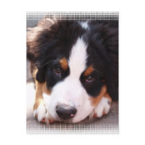 Bernese Mountain Dog Postcard