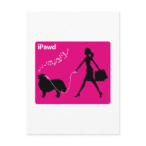 Bernese Mountain Dog Post Card