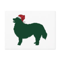 Bernese Mountain Dog Postcard