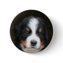 Bernese mountain dog pup button