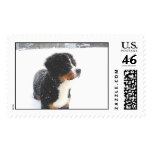 Bernese Mountain Dog Pup Stamp