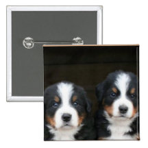 Bernese mountain dog puppies button