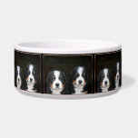 Bernese mountain dog puppies Custom Dog bowl