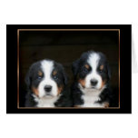 Bernese mountain dog puppies greeting card