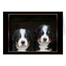 Bernese mountain dog puppies greeting card