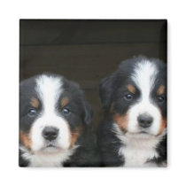 Bernese mountain dog puppies magnet