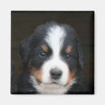 Bernese mountain dog puppies magnet