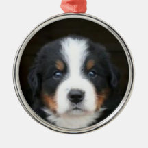 Bernese mountain dog puppies ornament