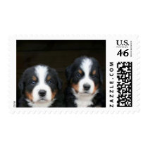 Bernese mountain dog puppies stamp