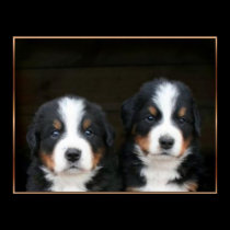 Bernese mountain dog puppies poster posters