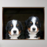 Bernese mountain dog puppies poster