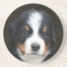 Bernese Mountain dog puppy coaster