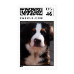 Bernese Mountain Dog Stamp