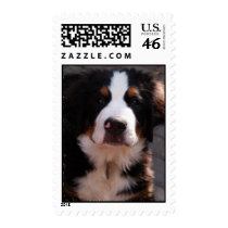Bernese Mountain Dog Stamp